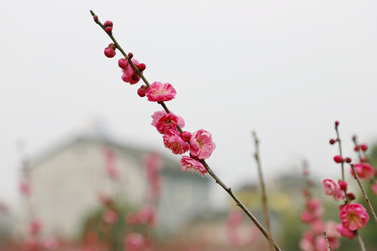 红梅盛开红色梅花春天盛开