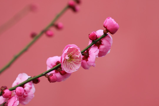 红梅盛开红色梅花春天盛开