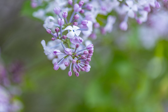 丁香花