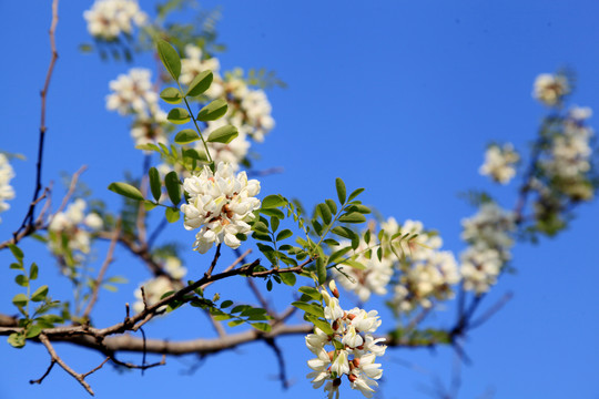 槐花