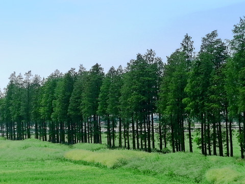 小树林