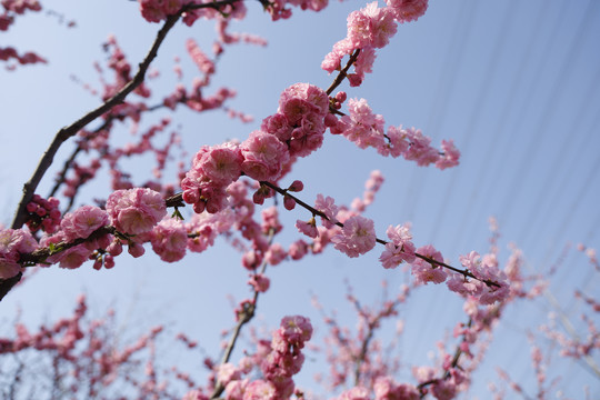 樱花盛开美丽的蓝天