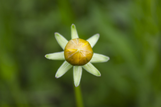 金鸡菊花蕾