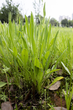 金鸡菊苗