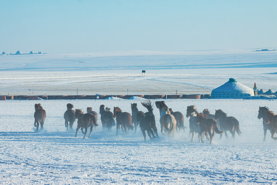雪原马群蒙古包