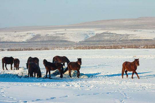 冬季马群骏马边境