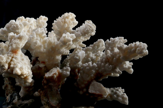 珊瑚石