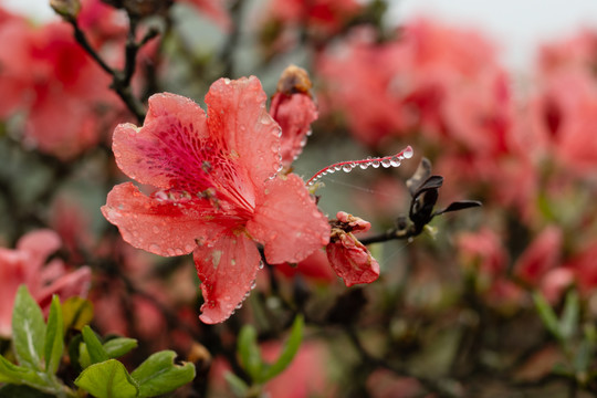 映山红杜鹃花