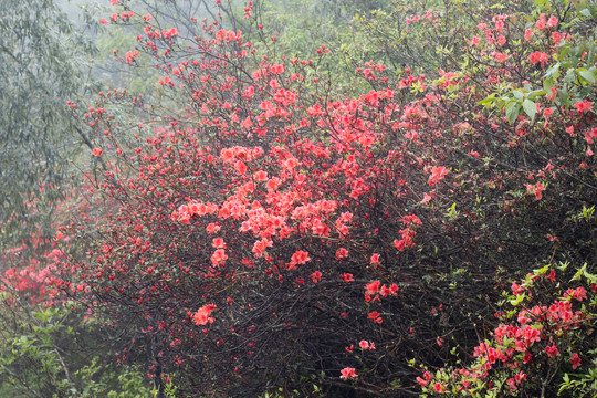 映山红杜鹃花