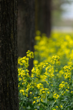 油菜花