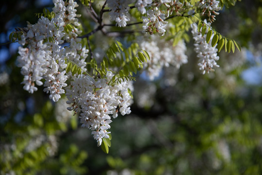 槐花