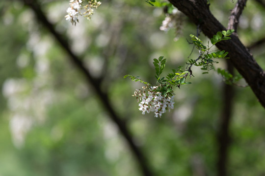 槐花