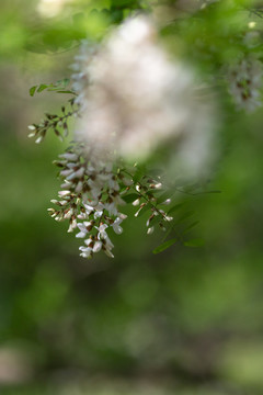 槐花