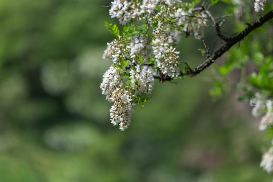 槐花