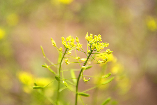 黄色野花葶苈