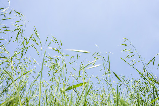 蓝色天空下的野生燕麦