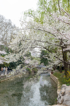 樱花河岸