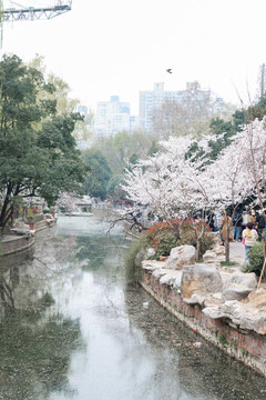 樱花河岸