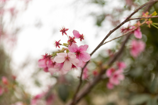 桃花