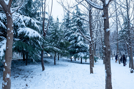 雪松