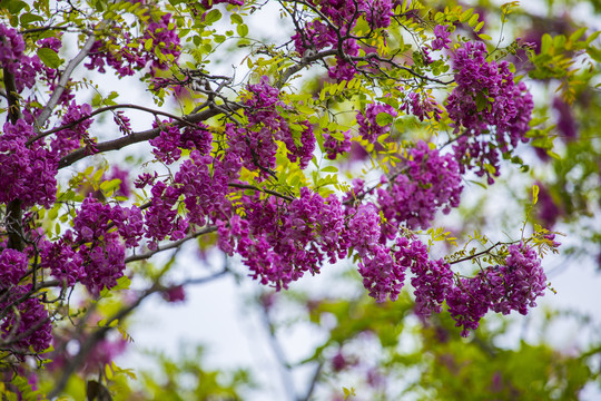 槐花