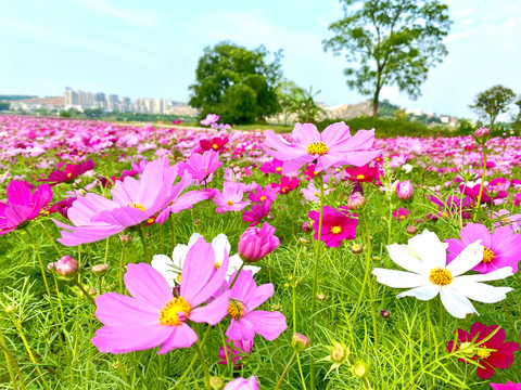 格桑花