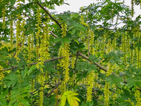 麻柳树吊吊