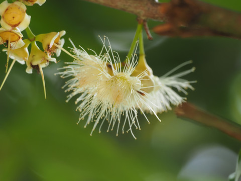 莲雾花