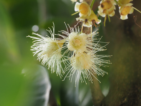 莲雾花