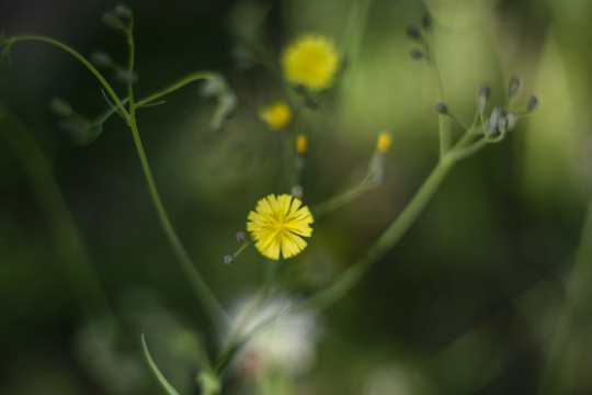 花叶滇苦菜