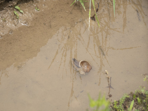 水沟里的蜗牛
