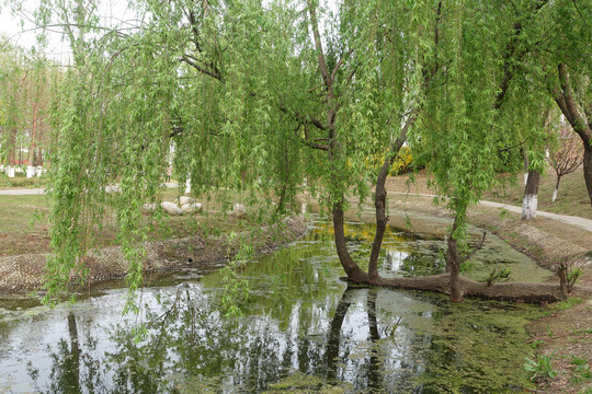 顽强生长的柳树近景