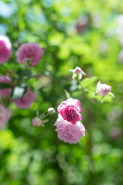 蔷薇花