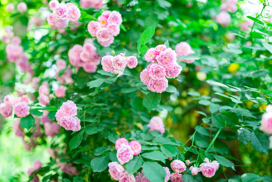 蔷薇花
