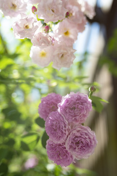蔷薇花