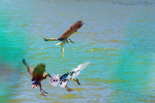 三只夜鹭鸟在水面争抢食物