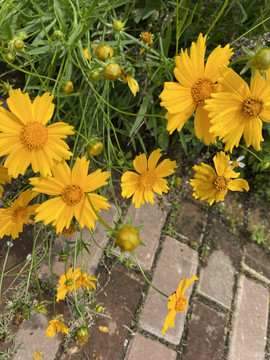 黄色小菊花