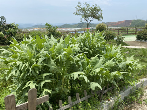 油麦菜