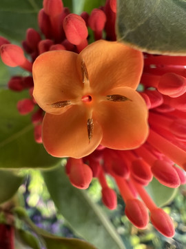 龙船花