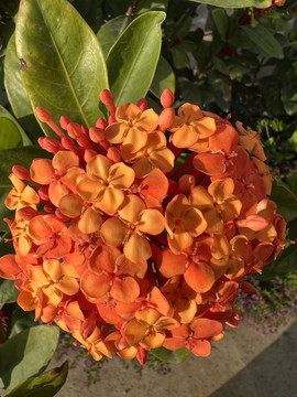 龙船花