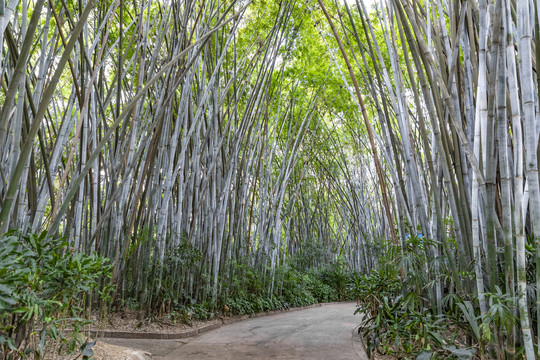 竹林小路