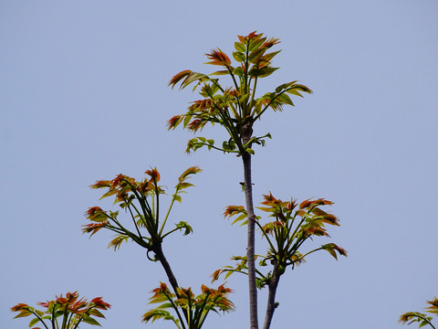 香椿芽