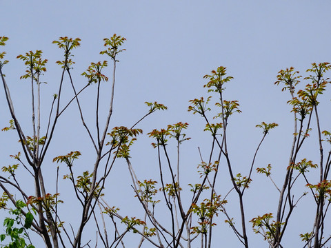 香椿芽树枝