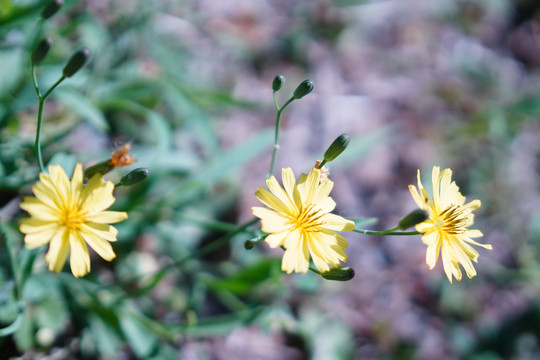 小黄花