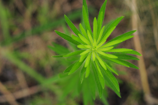 小蓬草