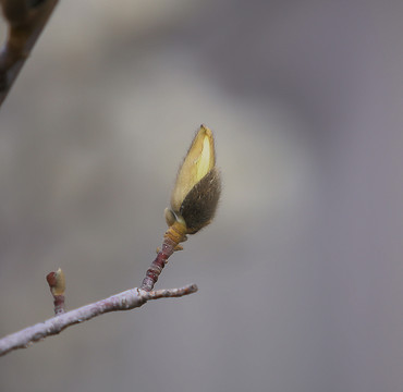 玉兰花