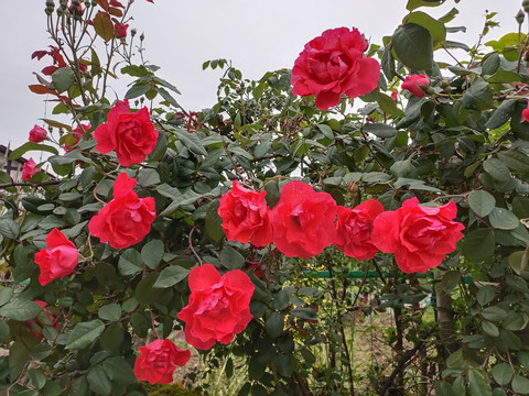 月季花特写