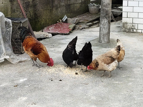 鸡吃食