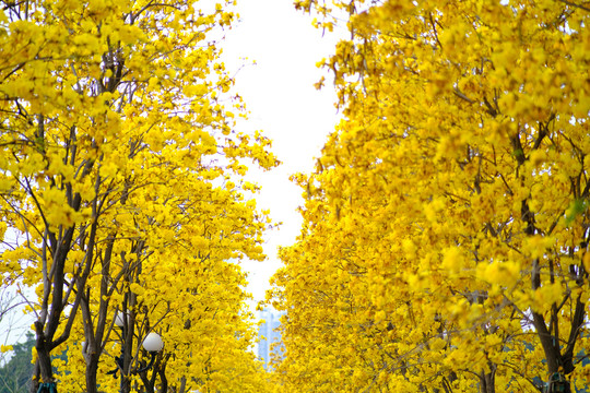 黄风铃花