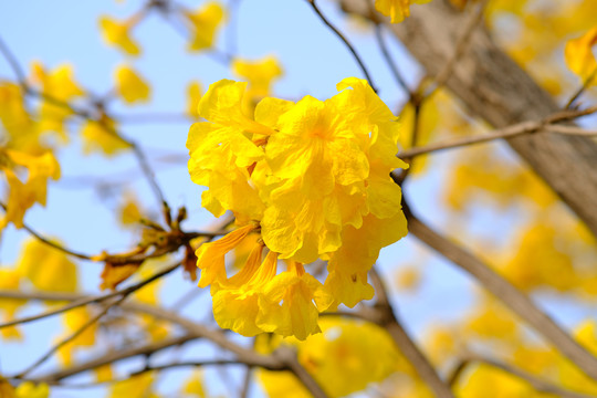 黄风铃花